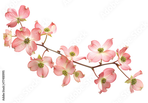 Pink dogwood flowers isolated on a white background, with autumnal,