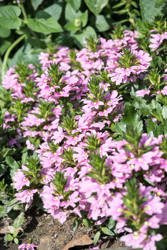 Beautiful fairy fan flowers.