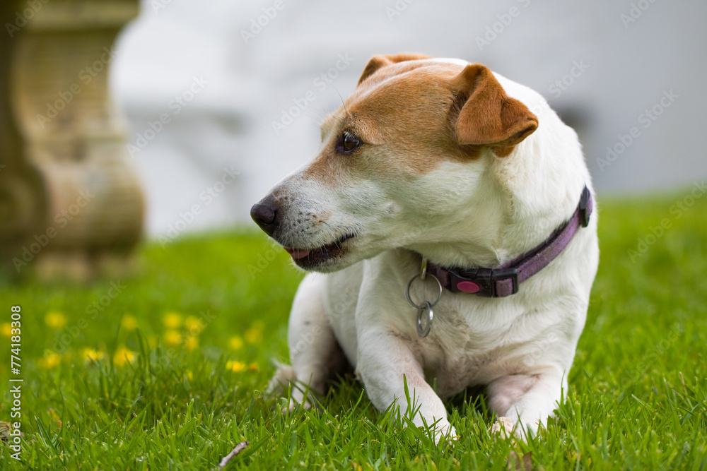 Jack Russell terrier laying down in green grass and yellow flowers. Adorable loving pet dog.