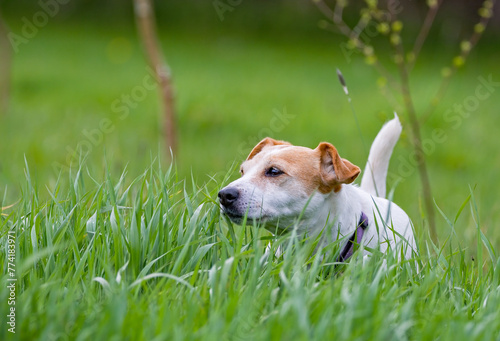 Jack Russell terrier in green grass. Adorable loving pet dog.