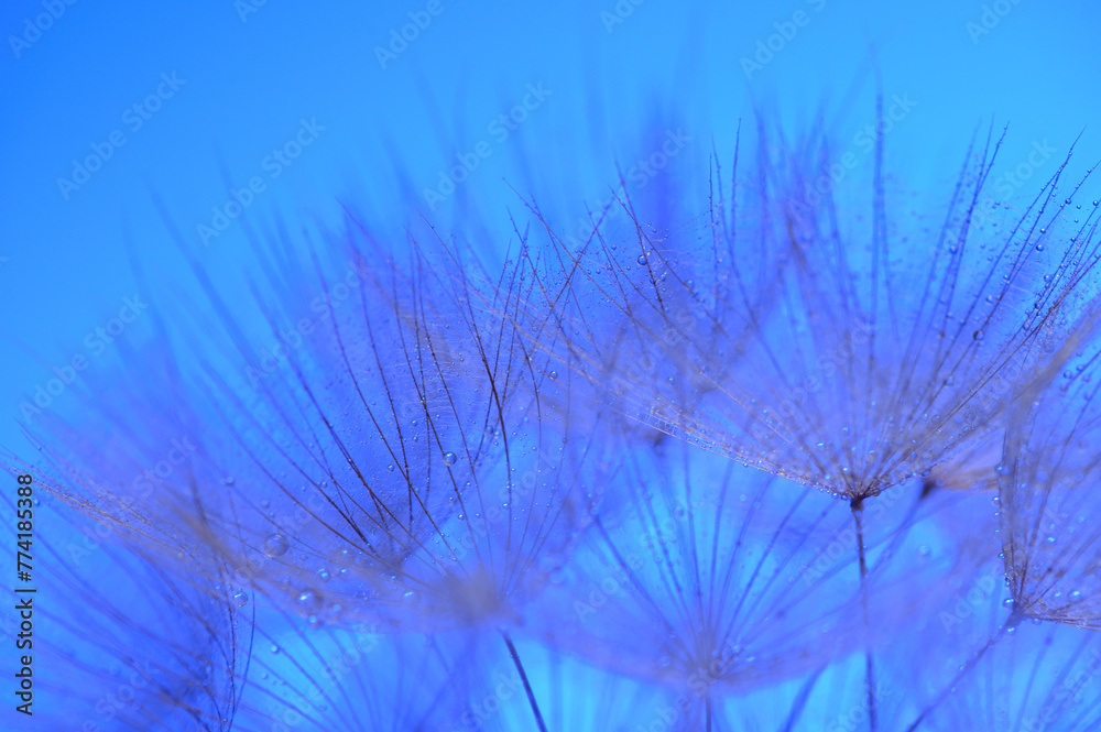 Dandelion on a Blue Canvas Beautiful big and many small drops of water on dandelion macro flower. background wallpaper