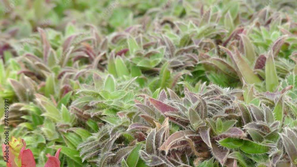 Transfer focus: Cyanotis somaliensis is species of perennial plants in family Commelinaceae, described in 1895. It is endemic to northern Somalia. Transfer focus: Cyanotis somaliensis is species of perennial plants in family Commelinaceae, described in 1895. It is endemic to northern Somalia.
