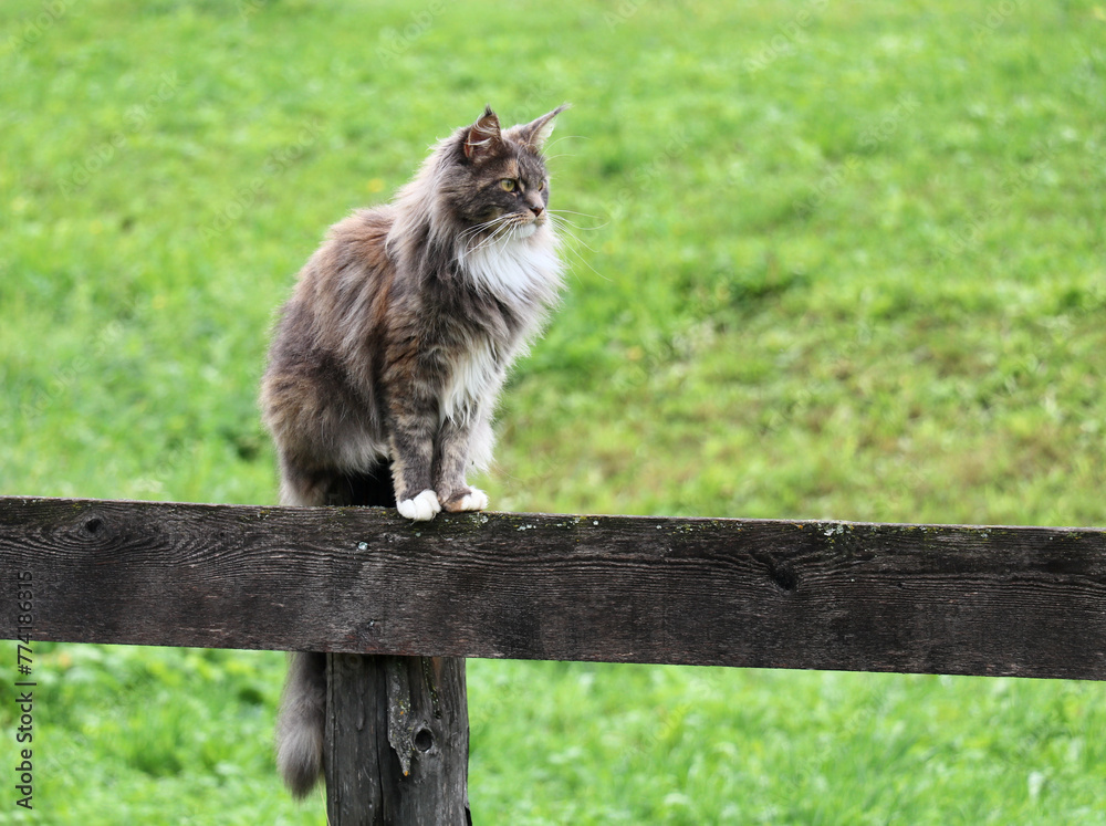 beautiful long haired cat sitting on a brown wooden fence