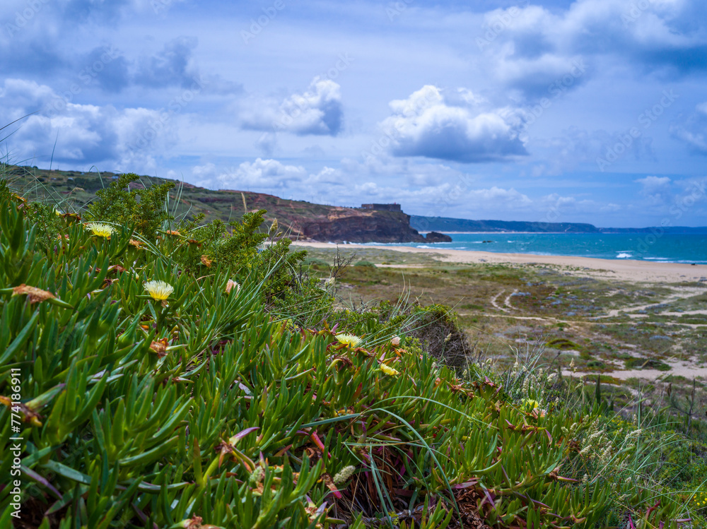 Carpobrotus edulis, Crassula lycopodioides and other salt tolerant succulent plants on a sandy beach along the Atlantic Ocean, Portugal