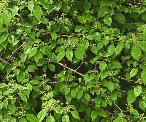 Close-up of the leaves of viburnum plicatum photo