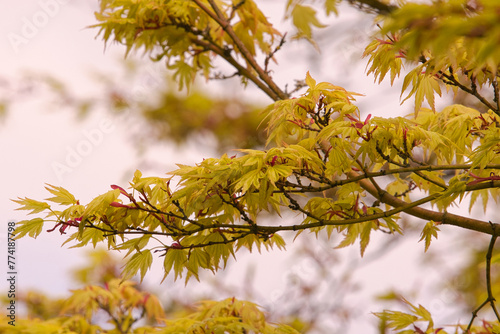Wenn der Frühling erwacht - Japanischer Ahorn im Park