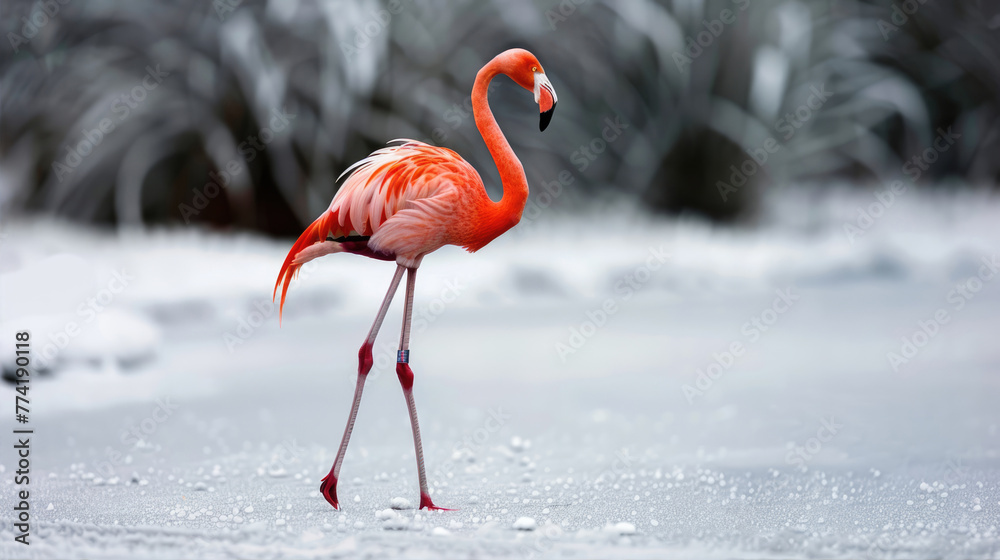 Fototapeta premium Flamingo walking on snowy ground