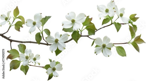 Isolated White flowering dogwood tree blossoms. Flowering dogwood blossoms and branch isolated against a white background. Clipping path included photo
