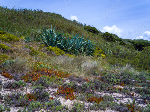 Agava sp., Carpobrotus edulis, Crassula lycopodioides and other salt tolerant succulent plants on a sandy beach along the Atlantic Ocean, Portugal