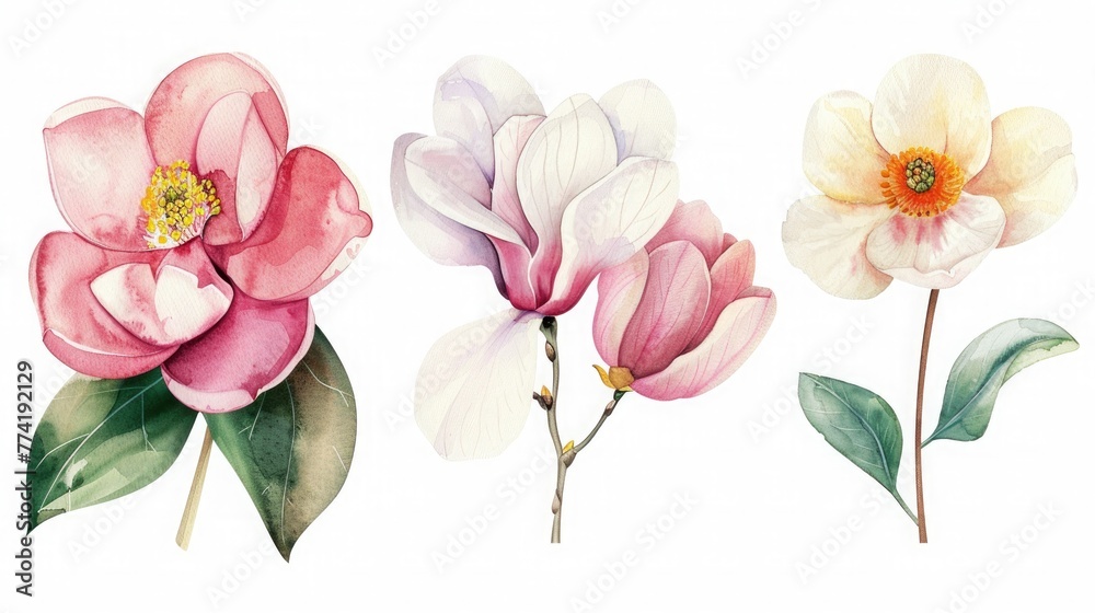 Set of watercolor flowers, magnolia, camellia, amaralis, hyacinth, ranunculus on a white background. High quality illustration