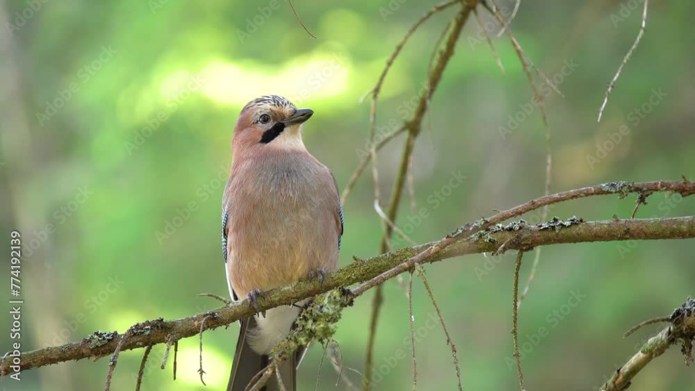 Eurasian jay (Garrulus glandarius) is a species of bird occurring over a vast region from Western Europe and north-west Africa to the Indian Subcontinent and further to the eastern seaboard of Asia. Eurasian jay (Garrulus glandarius) is a species of bird occurring over a vast region from Western Europe and north-west Africa to the Indian Subcontinent and further to the eastern seaboard of Asia.