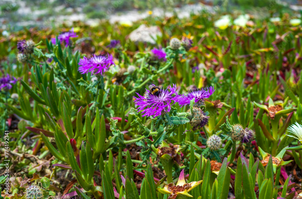 Obraz premium A bumblebee pollinates purple flowers Psephellus sp. on the sea coast, Portugal