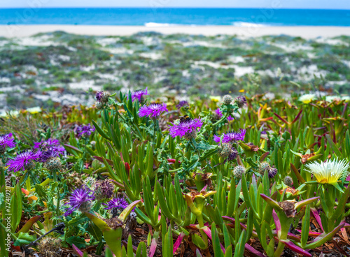 A bumblebee pollinates purple flowers Psephellus sp. on the sea coast, Portugal