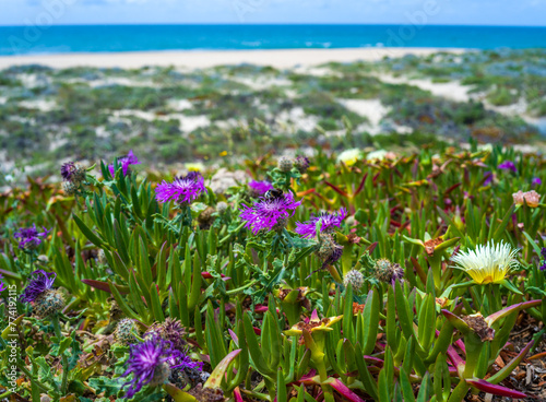 A bumblebee pollinates purple flowers Psephellus sp. on the sea coast, Portugal