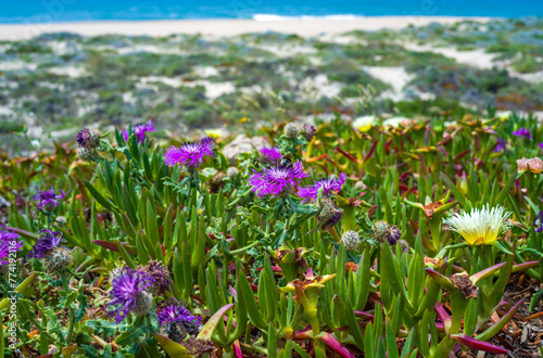 A bumblebee pollinates purple flowers Psephellus sp. on the sea coast, Portugal