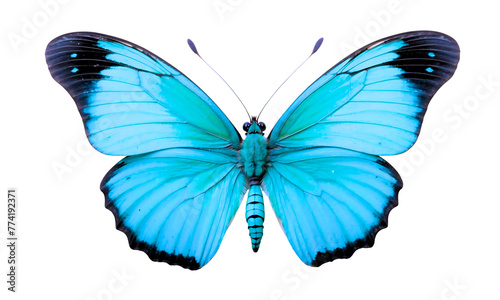 Beautiful blue butterfly isolated on white background. Watercolor. graphic design element. Template for your design  spring  png 