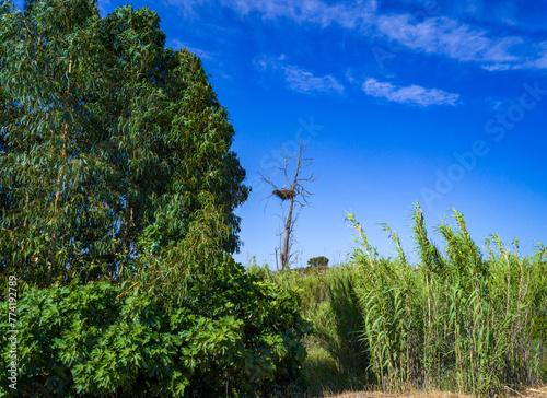 White stork nests on an old dry tree in a field on the coast, Portugal