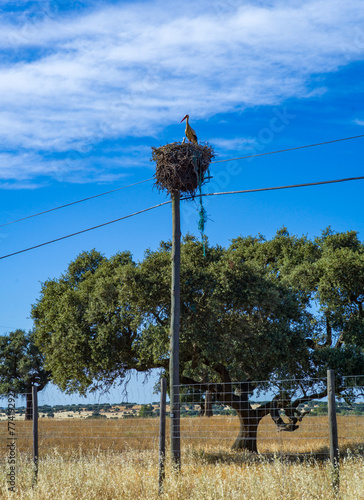White stork nest on an electric pole in a field, Portugal