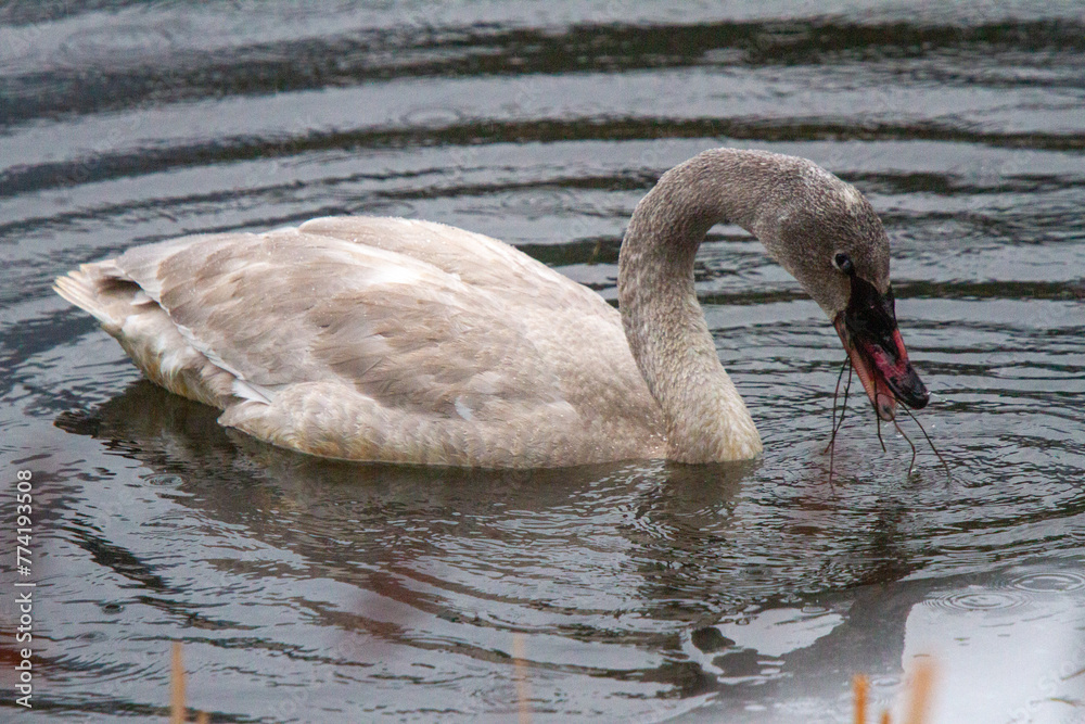 Fototapeta premium White Swan eating grasses in the rain