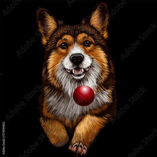 A Pembroke Welsh Corgi dog. A color, watercolor image of a dog running after a ball on a black background. 
