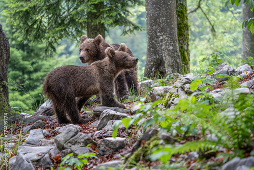 Zwei Braunbären sind im Wald auf Futtersuche photo
