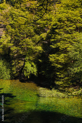 Reflection on Rio Manso river of Route 40 in autumn, green and yellow colors reflected in a clear water. Patagonia Argentina