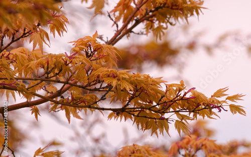 Zen im Park - die Schönheit des Ahorns
