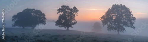 Eerie beauty of a foggy dawn