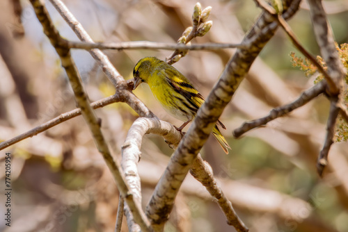 Male siskin perched on a branch in the woodland
