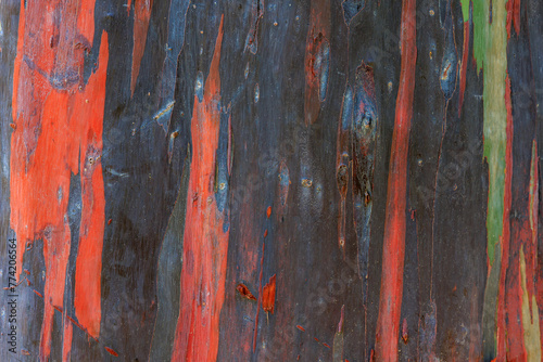 Colorful natural tree trunk of Eucalypteus deglupta. photo