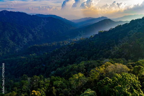 A lush green forest with a mountain range in the background