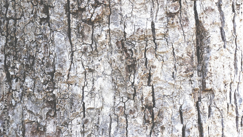 Fototapeta Naklejka Na Ścianę i Meble -  Pattern of dried light brown bark wood.Cracked wood texture big tree surface.Template for design.Abstract nature background.Beautiful pattern.Space for work.Banner.Wallpaper.Selective focus.