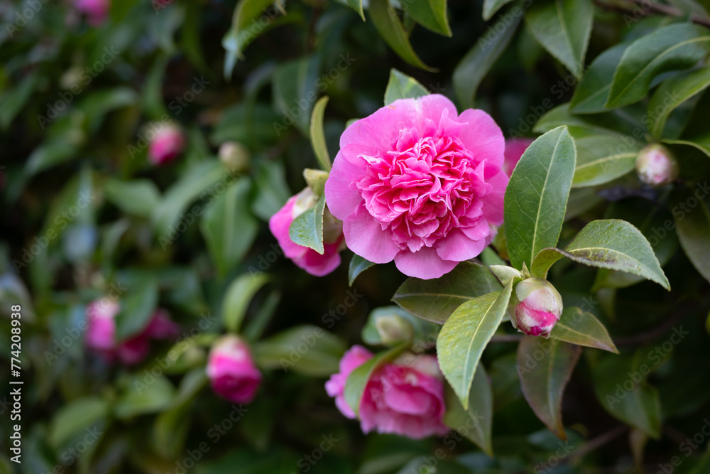 Pink Camellia in Full Bloom in East Grinstead Pink Camellia in Full Bloom in East Grinstead
