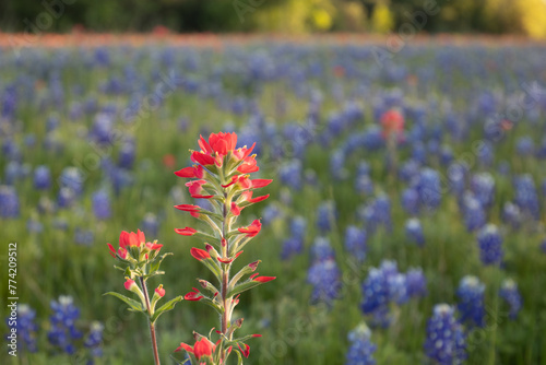 A red Indian Paintbrush flower (Castilleja coccinea) stands out among a sprawling field of bluebonnets (Lupinus texensis or Texas lupine). The focus is on the vibrant red petals. photo