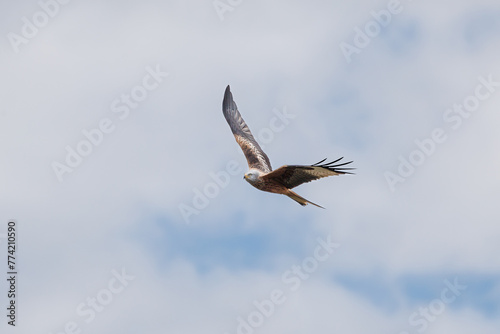 A Red Kite  Milvus milvus  in flight against a cloudy sky.