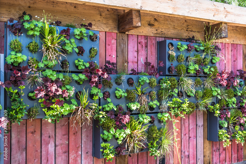 Colorful plants in a vertical garden, greening concept, modern urban garden