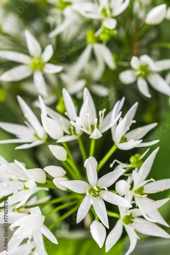 Wild garlic blossoms and leaves  vertical