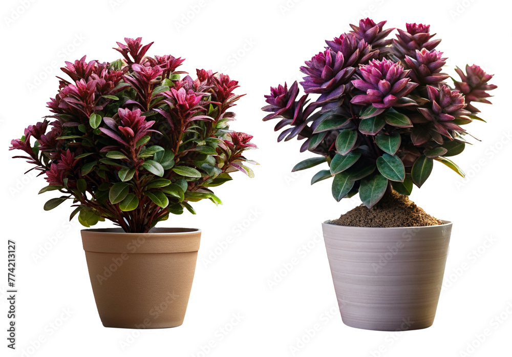 suplir plant with 2 models and isolated on a transparent background