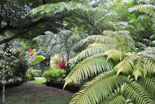 Lush Hawaiian garden, ferns, tropical, Maui, path, greenery, flowers, plants, gardens cape, landscape, botanical, wandering