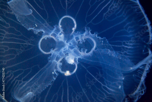Closeup view, of a jellyfish illuminated against a dark blue background, highlighting its intricate patterns and delicate nature.