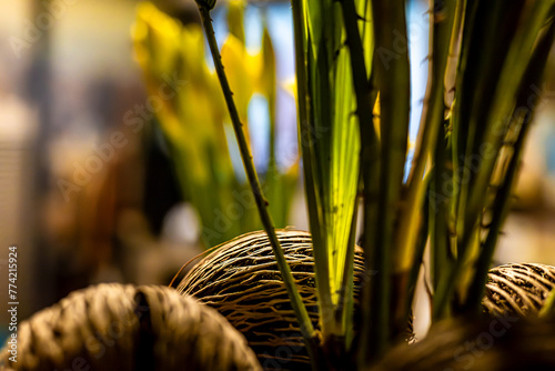Kwiat z kokosami. © Oktawian