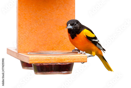 Oriole and Perched at a Grape Jelly Feeder