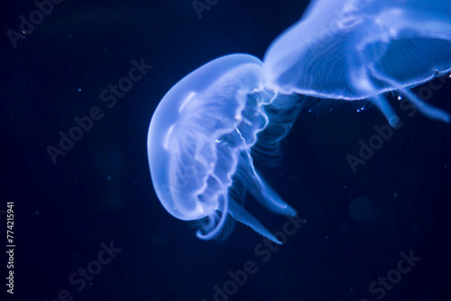 Closeup view, of a jellyfish illuminated against a dark blue background, highlighting its intricate patterns and delicate nature.