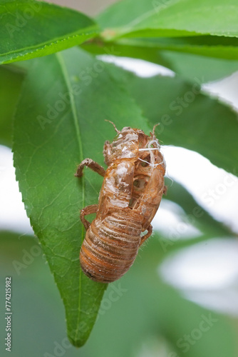 An Empty Cicada Shell on a Leaf