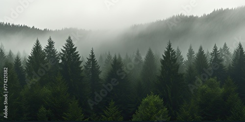 The dense forest is obscured by a veil of fog, creating an ominous ambiance. photo