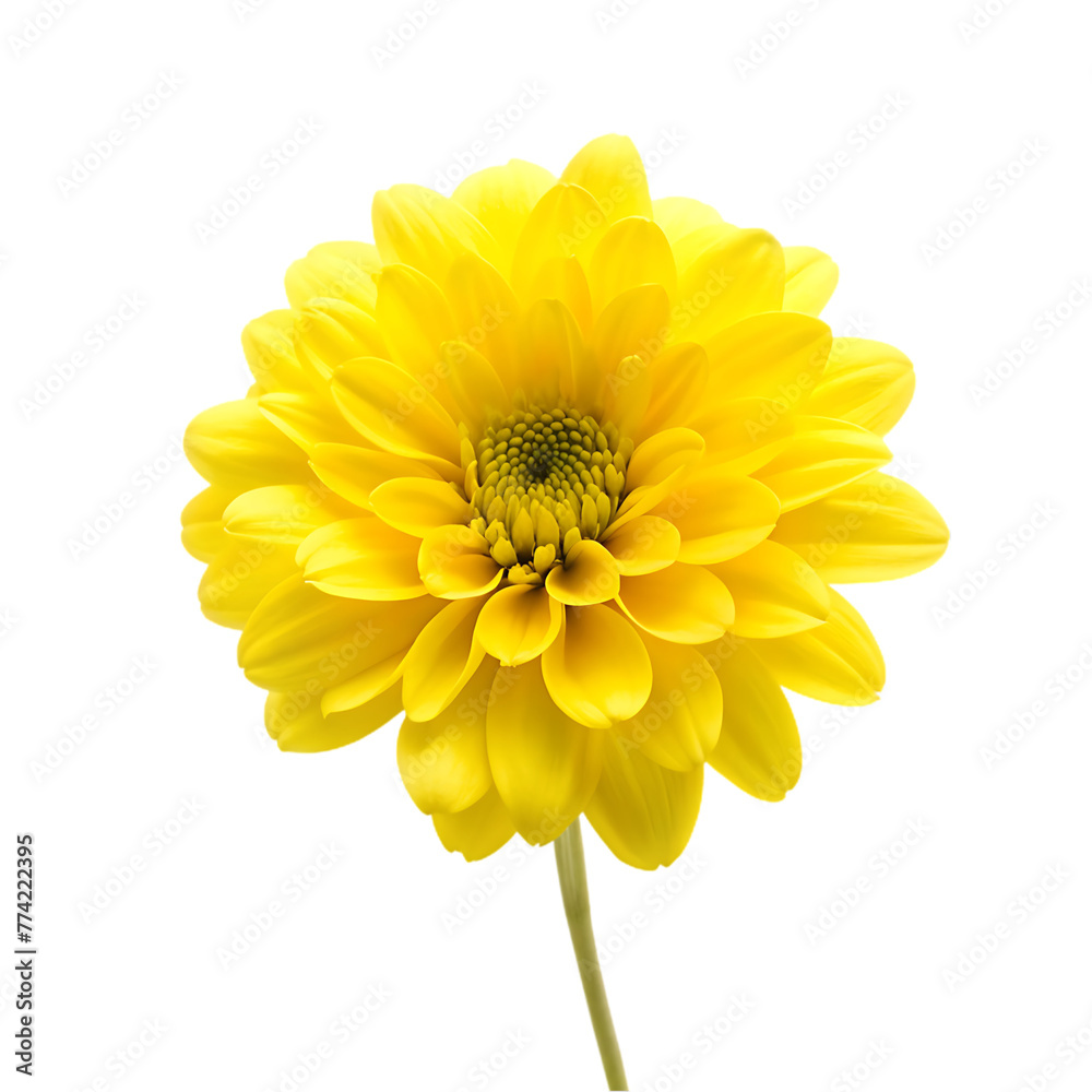 yellow flower design yellow flower design