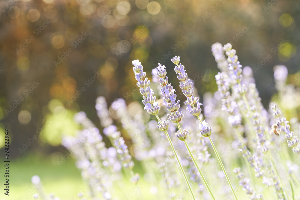 Lavender flower blooming scented field. Bright natural background with sunny reflection. Lavender flower blooming scented field. Bright natural background with sunny reflection.