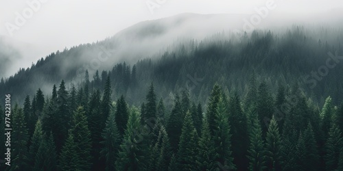 a fog-shrouded forest creates an eerie atmosphere. © Murda