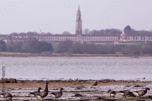 A group or flock of brant or brent goose (Branta bernicla) on Wrabness beach at low tide photo