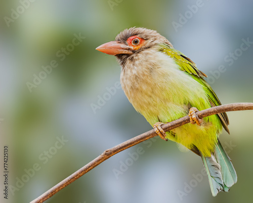 A Brown Headed Barbet